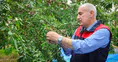 Malatya'da Alternatif Ürün: Bademde Hasat Sezonu Başladı!