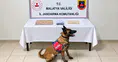 Battalgazi'de Uyuşturucu Operasyonu: 1 Şüpheli Gözaltında