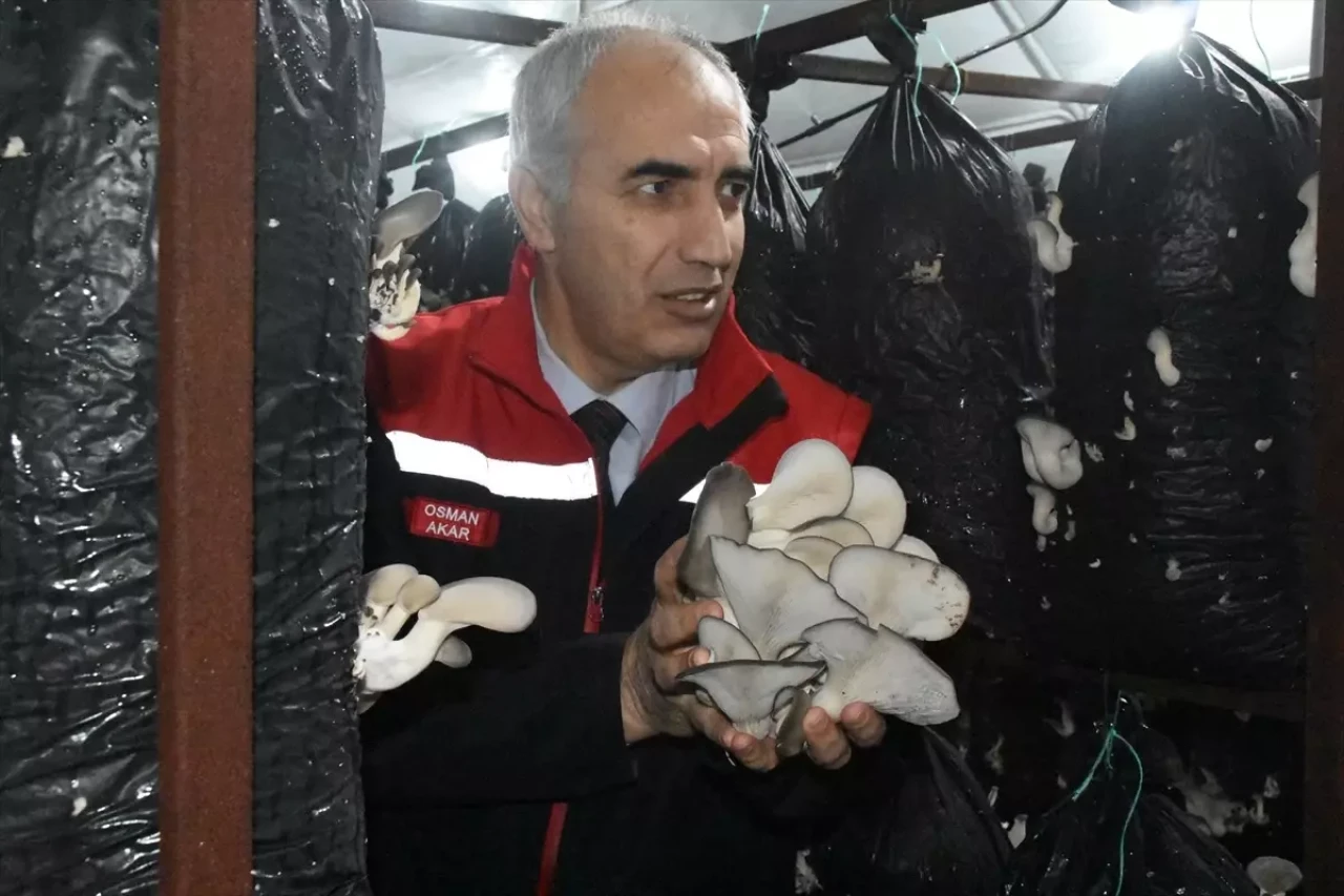 Malatya'da Mantar Üretiminde İvme Kazanılıyor, Ürünler Komşu İllere Yollanıyor