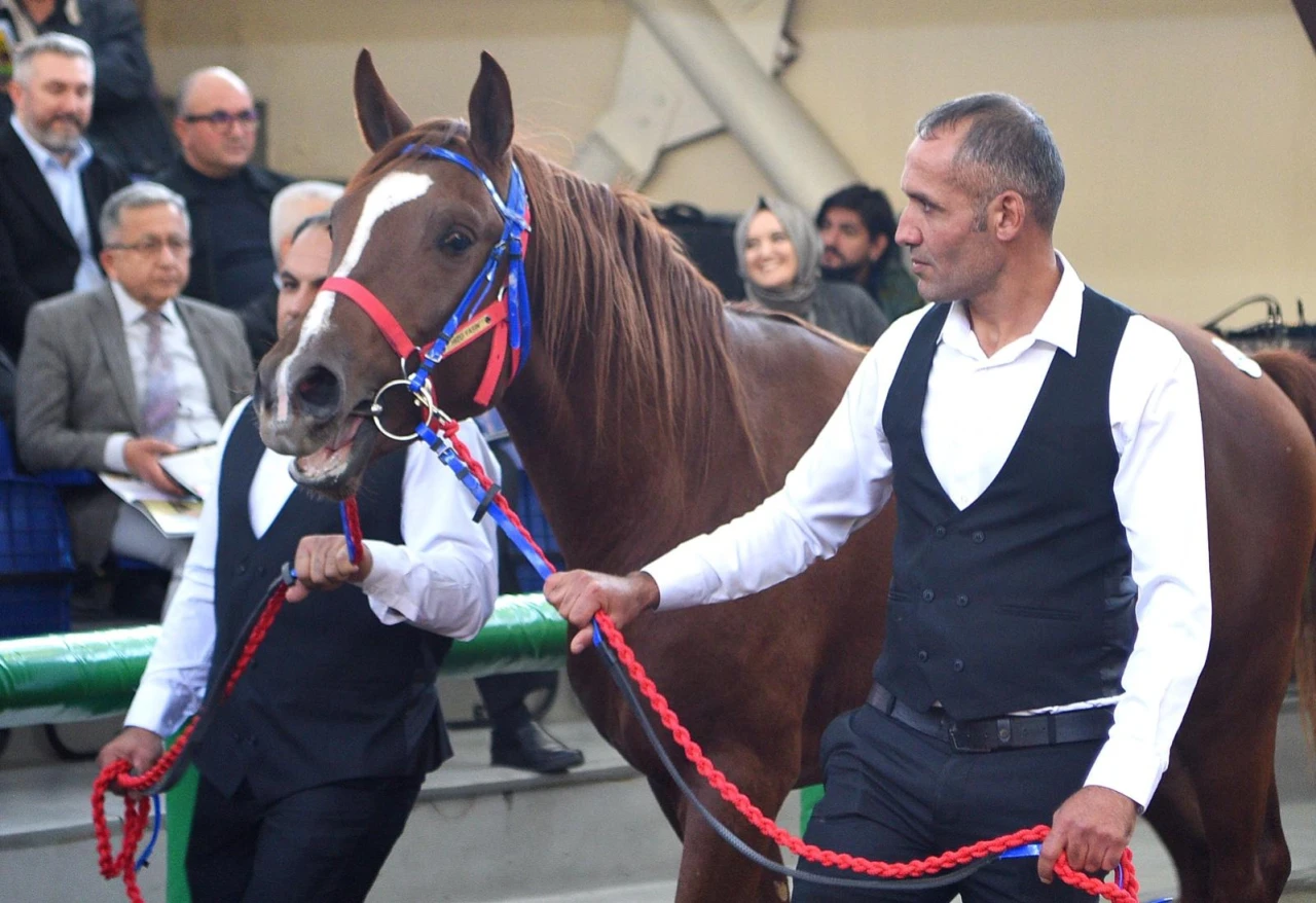Malatya Sultan Suyu’nda Yetişen Elit Tay 10,5 Milyon TL’ye Satıldı
