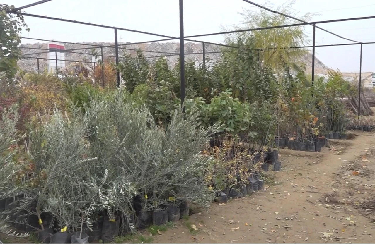 Malatya'da Fidancıların Zararı Büyük: 10 Milyon TL Kayıp