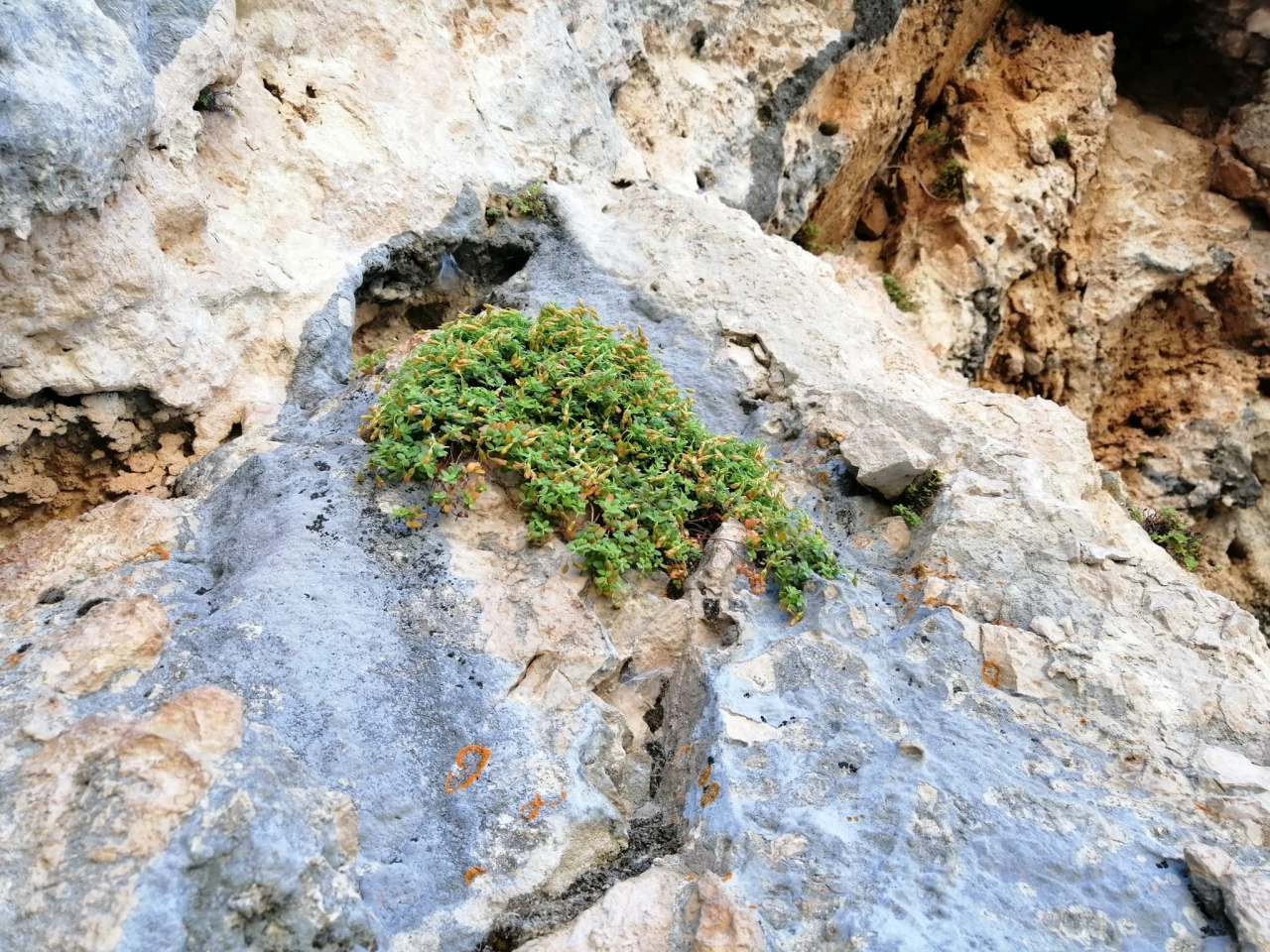 Malatya'nın Keşfedilmeyi Bekleyen Şifalı Bitkisi: Doğal Hazine!