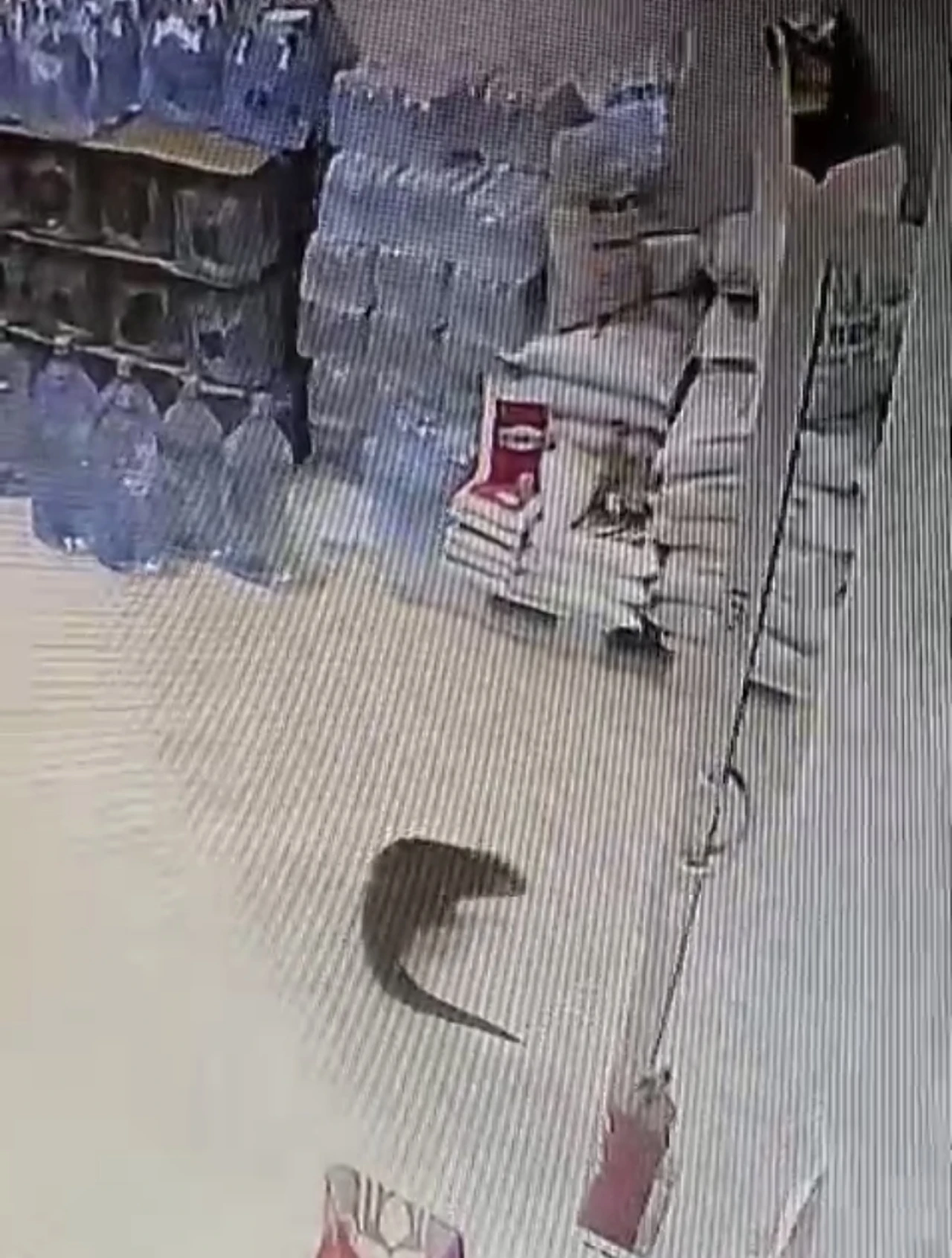 Dilek Mahallesi’nde Su Samuru Esnafın Güvenlik Kamerasına Takıldı