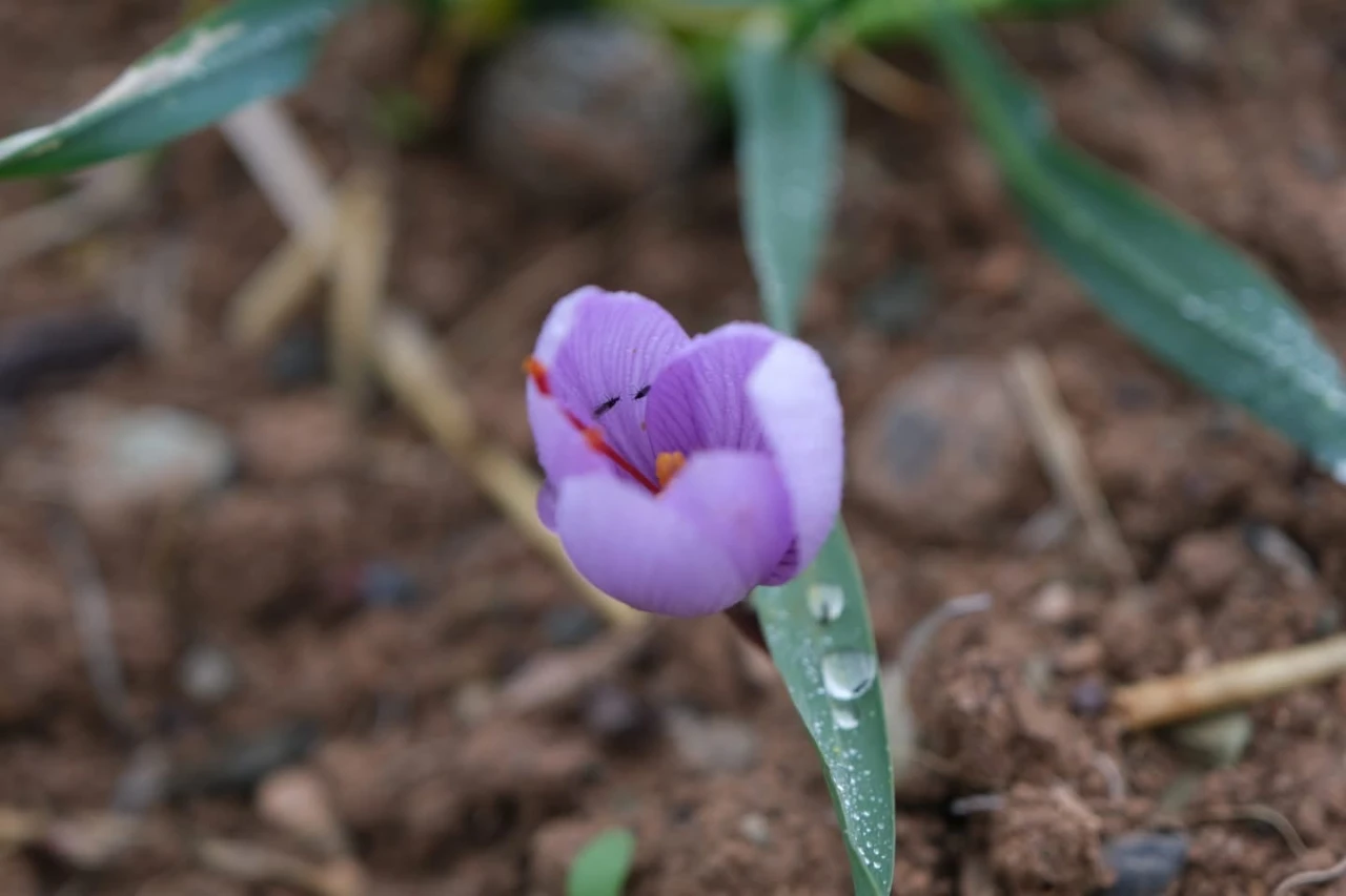 Malatya'da "Kızıl Altın" Bereketi: Dekarda 900 Gram Verim