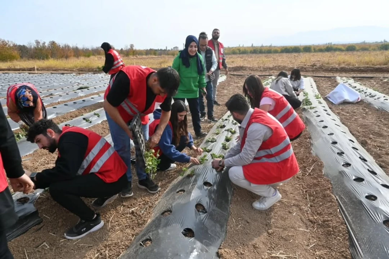Malatya’da Çilek Projesinde 12 Üreticiye Bahçe Hibe Edilecek