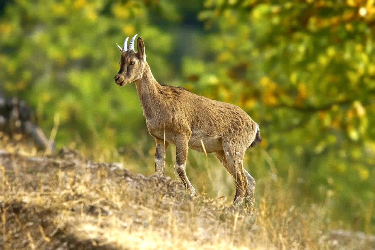 Hekimhan Dağlarında Güzelliğiyle Büyüleyen Yaban Keçisi