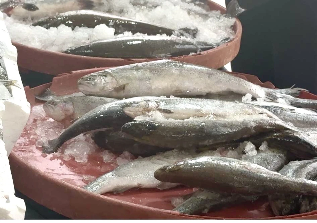 Darende Balık Fiyatları: Hamsi ve Somona İlgi Büyük