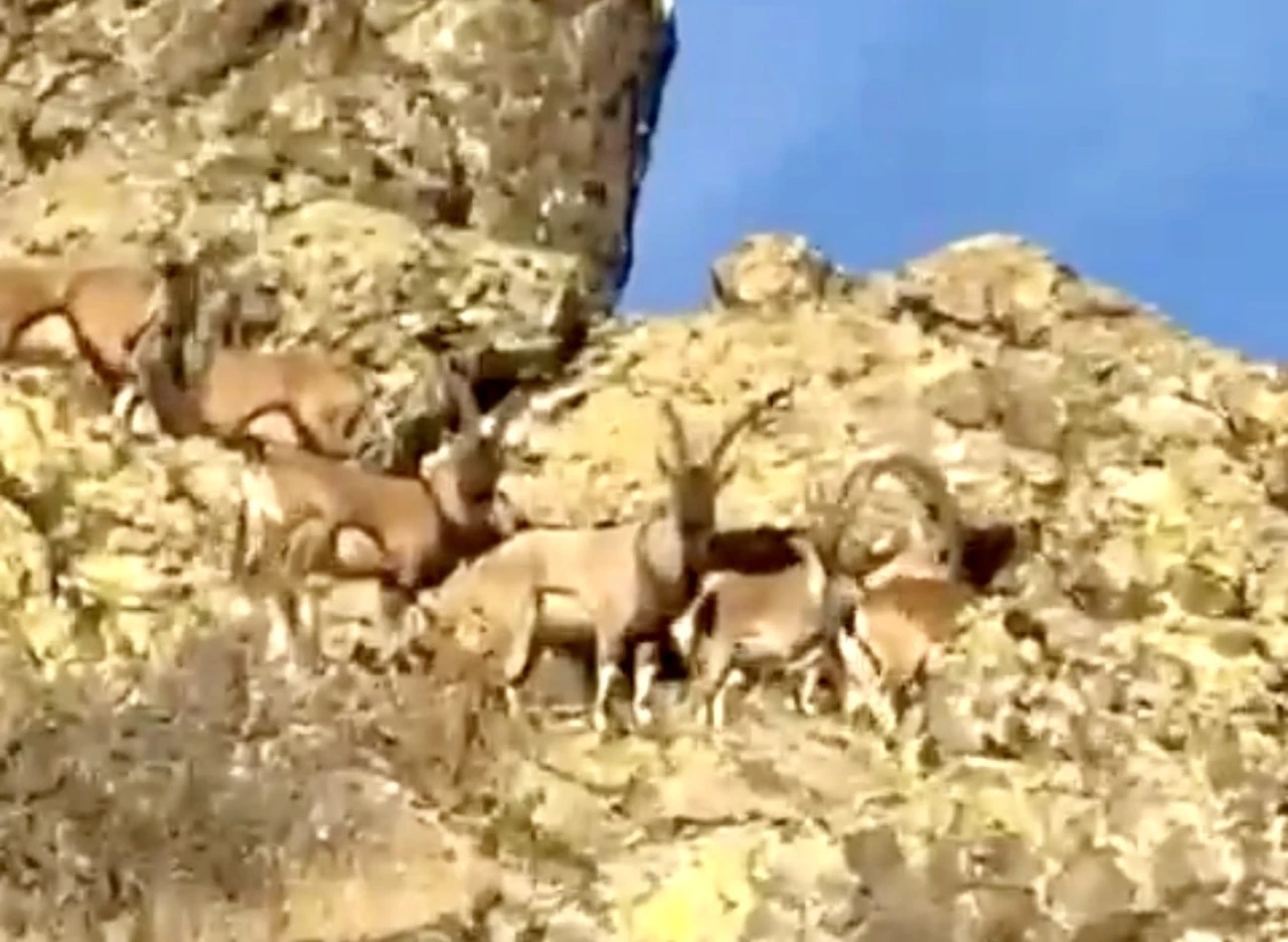 Vali Yavuz'dan Yaban Keçileri Çağrısı: Bu Zenginliği Korumalıyız
