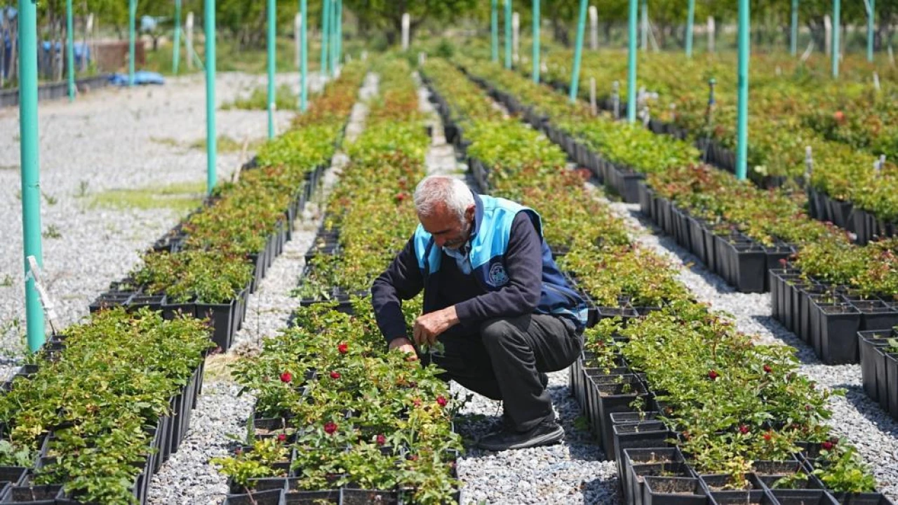 Battalgazi’de 210 bin fidan toprakla buluştu