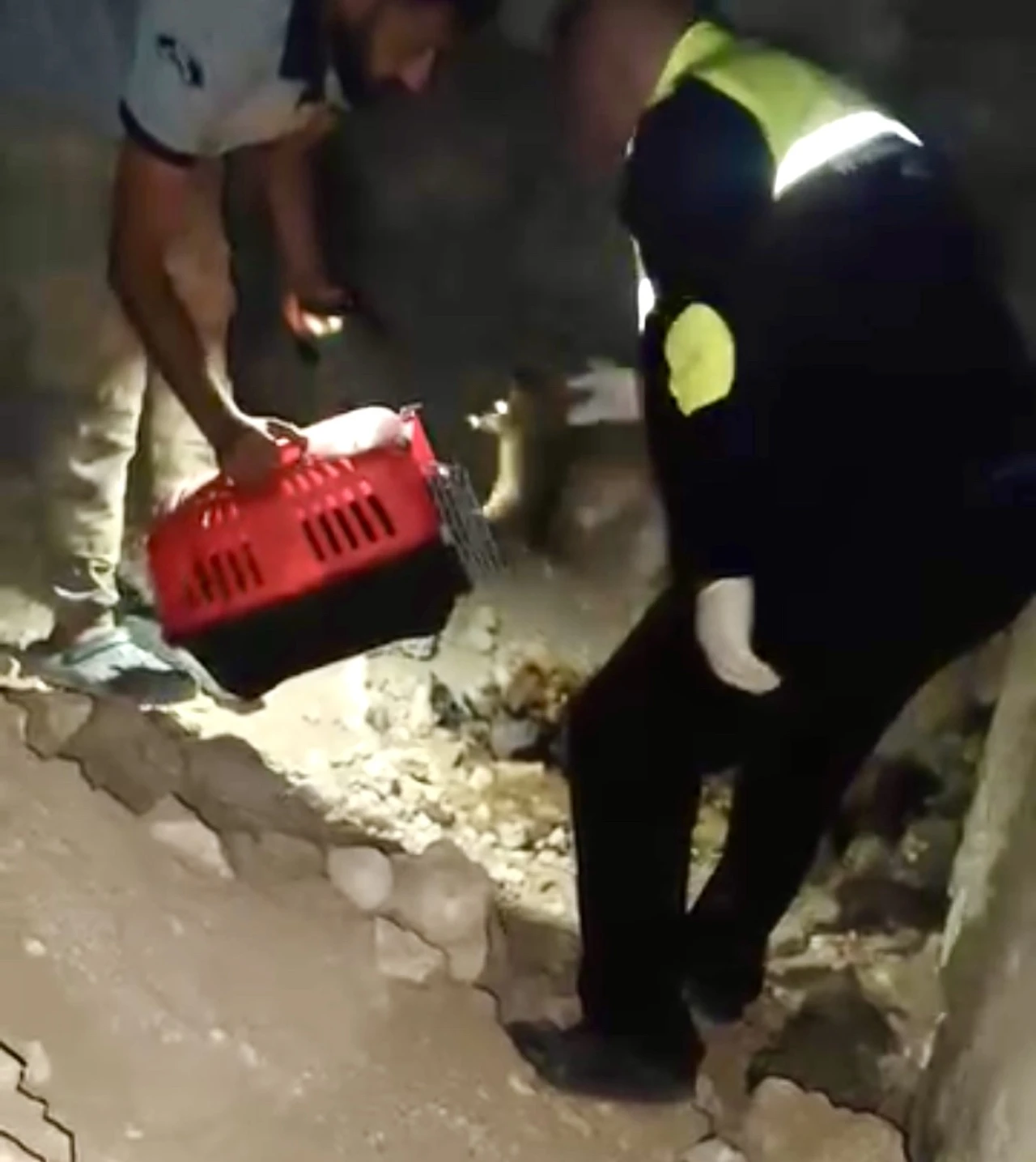Mağarada anne köpek ölü bulundu, yavruları barınağa alındı