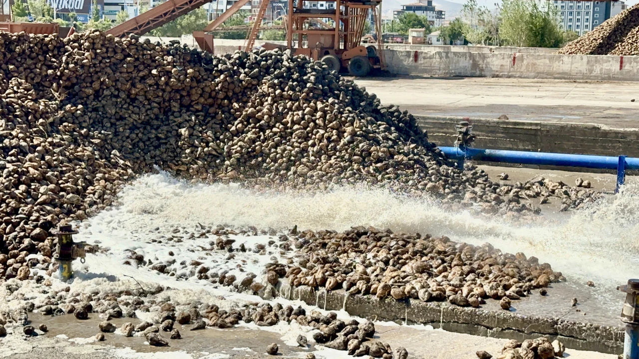 Zirai dondan etkilenen Malatya çiftçisi pancar üretimi ile nefes aldı