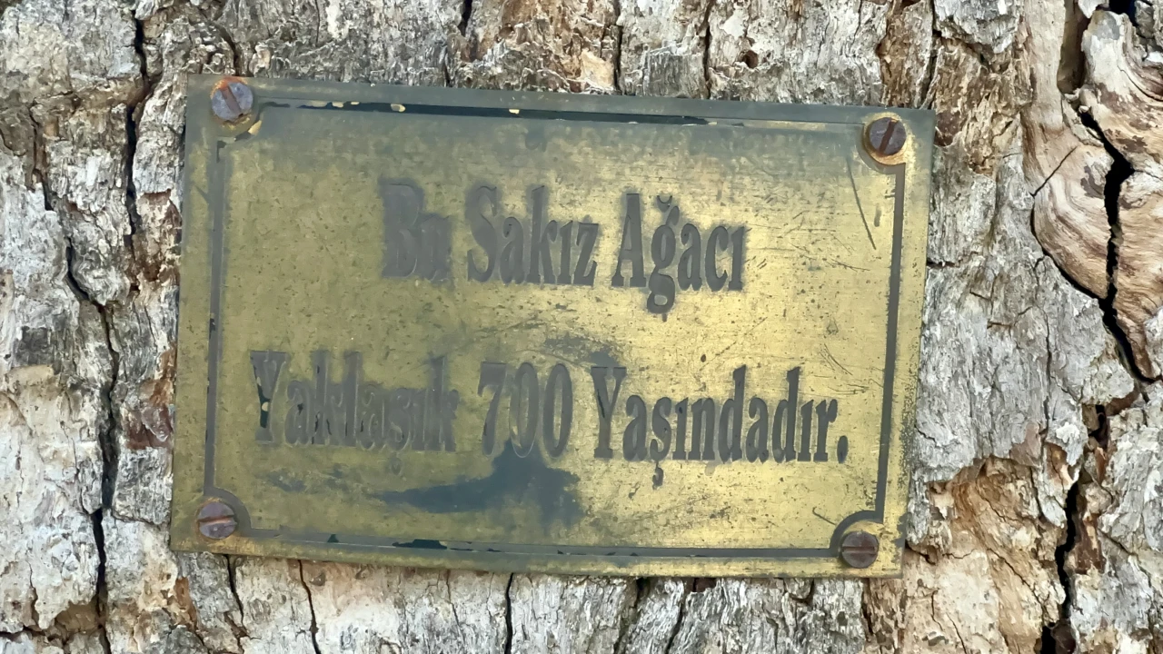 Onar Köyü’nde 700 Yıllık Sakız Ağacı İlgi Görüyor