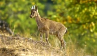 Hekimhan Dağlarında Güzelliğiyle Büyüleyen Yaban Keçisi