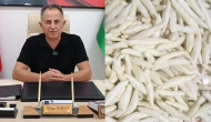 Darende Kenger Sakızı İçin Coğrafi İşaret Başvurusu
