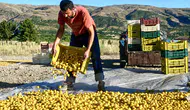 Kayısı Üreticisinin Feryadı: “Kazanan Hep Başkası”
