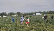 Malatya'da Çiftçinin İsyanı: 150 Ton Domatesi Bedava Dağıtıyor!