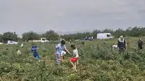 Malatya'da Çiftçinin İsyanı: 150 Ton Domatesi Bedava Dağıtıyor!