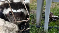 Malatya'da Nadir Görülen Alaca Kokarca Kamerada