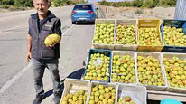 Kürecik'in Meşhur Bal Armudu Tezgâhlardaki Yerini Aldı