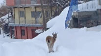 Hekimhan’da Yürek Isıtan Olay: Köye İnen Yavru Dağ Keçisi Kurtarıldı