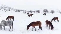 Malatya’da Yılkı Atları İçin Yemleme Seferberliği