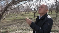 Fevzi Çiçek'ten kayısı üreticisine hayati uyarı: "Asıl risk ilkbahar yağışları!"