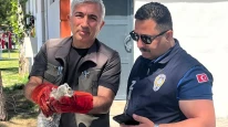 Battalgazi Zabıtası Bulduğu Yavru Baykuşu Koruma Altına Aldı