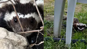 Malatya'da Nadir Görülen Alaca Kokarca Kamerada