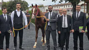 Veliefendi’de Sultansuyu Tayları İçin Milyonlar Yarıştı