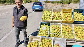 Kürecik'in Meşhur Bal Armudu Tezgâhlardaki Yerini Aldı
