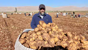 Palanga'da Patates Hasadı: 20 Bin Ton Rekolte Bekleniyor