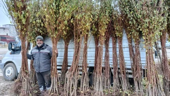Dona Rağmen Kayısı Üretiminde Kararlılık Devam Ediyor