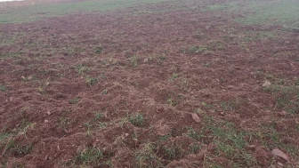 Pütürge’de Domuzlar Çiftçilerin Ürünlerini Tahrip Ediyor