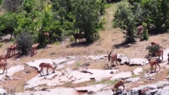 Elazığ’da koruma altındaki dağ keçileri, görüntüleri ile hayran bıraktı