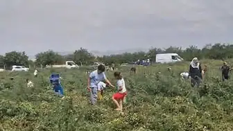 Malatya'da Çiftçinin İsyanı: 150 Ton Domatesi Bedava Dağıtıyor!
