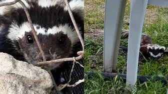 Malatya'da Nadir Görülen Alaca Kokarca Kamerada