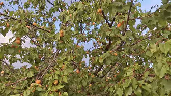 Kuluncak'ta Geç Çiçek Açan Kayısı Ağaçları Şaşırtıyor