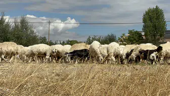 Yazıhan'da Koç Katımı: Çoban ve Mera Sorunu Gündemde