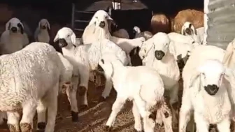 Darende’de 25 Yıllık Üreticiden Kritik Uyarı: Gençler Yoksa Et Yok