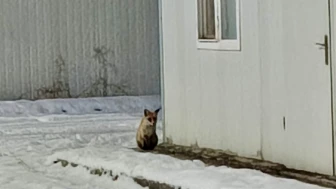 Malatya’da Aç Kalan Tilki Konteyner Kente İndi: O Anlar Kamerada