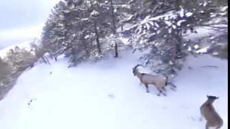 Malatya’da Kaçak Avcıya Rekor Ceza: Yaban Keçisi Vuran Yandı