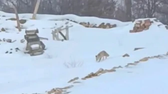 Darende Hacolar’da Yaban Hayatı Alarm Veriyor: Aç Tilki Görüntülendi