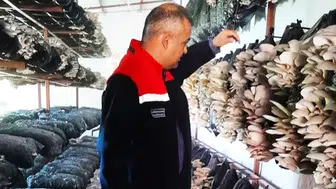 Malatya’da Mantar Üretim Tesisleri Mercek Altında.!