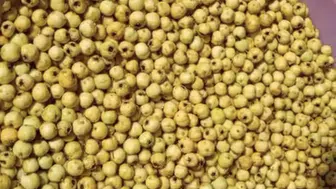 Darende'de Alıç Hasadı Başladı Kışlık Marmelata Dönüşüyor