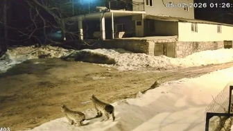 Hekimhan’da Nesli Tükenme Tehlikesi Altında Olan 3 Vaşak Görüntülendi