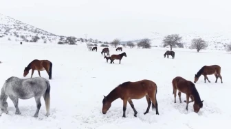 Malatya’da Yılkı Atları İçin Yemleme Seferberliği