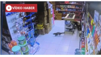 Yeşilyurt’ta markete giren yaban sansarı ile "Paşa"nın kovalamacası kamerada!