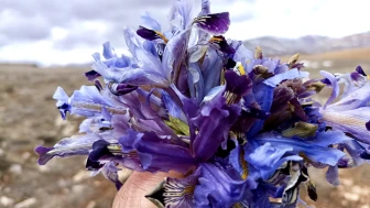 Darende’de kışın ortasında bahar müjdesi: Nevruz çiçekleri dağları süsledi!