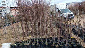 Darende’de kayısı fidanına yoğun ilgi: Dikim mesaisi sürüyor!