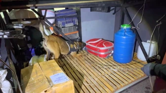 Kale’de narkotik köpeği geçit vermedi: Otobüs bagajından 11 kilo uyuşturucu çıktı!